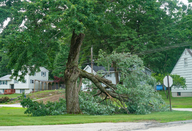 Best Large Tree Removal  in Sand Lake, MI